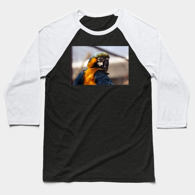 Parakeet Baseball T-Shirt by hottehue